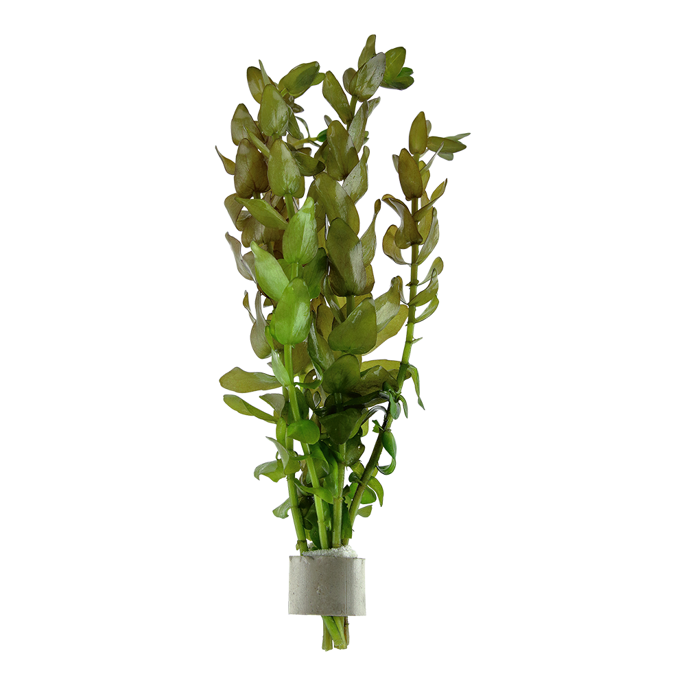 Bacopa caroliniana - Großes Fettblatt - im Bund Bacopa caroliniana - Großes Fettblatt - im Bund