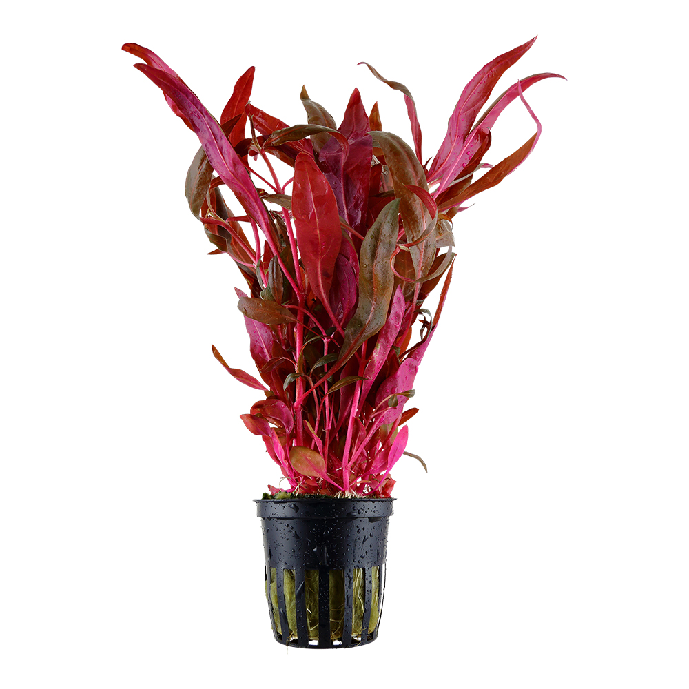 Tropica - Alternanthera reineckii 'Pink' - Lilafarbenes Papageienblatt - im Topf Tropica - Alternanthera reineckii 'Pink' - Lilafarbenes Papageienblatt - im Topf