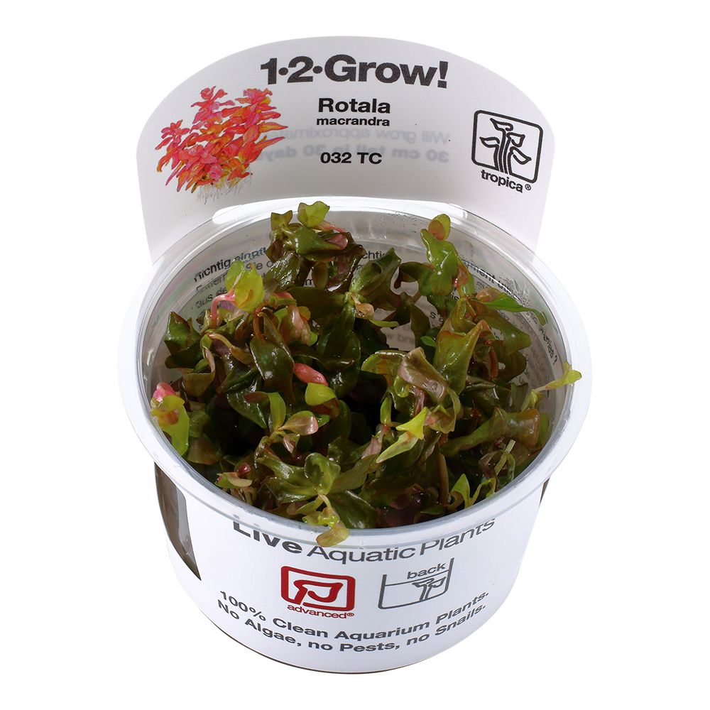Tropica Rotala macrandra - Große Rotala - in Vitro Tropica Rotala macrandra - Große Rotala - in Vitro