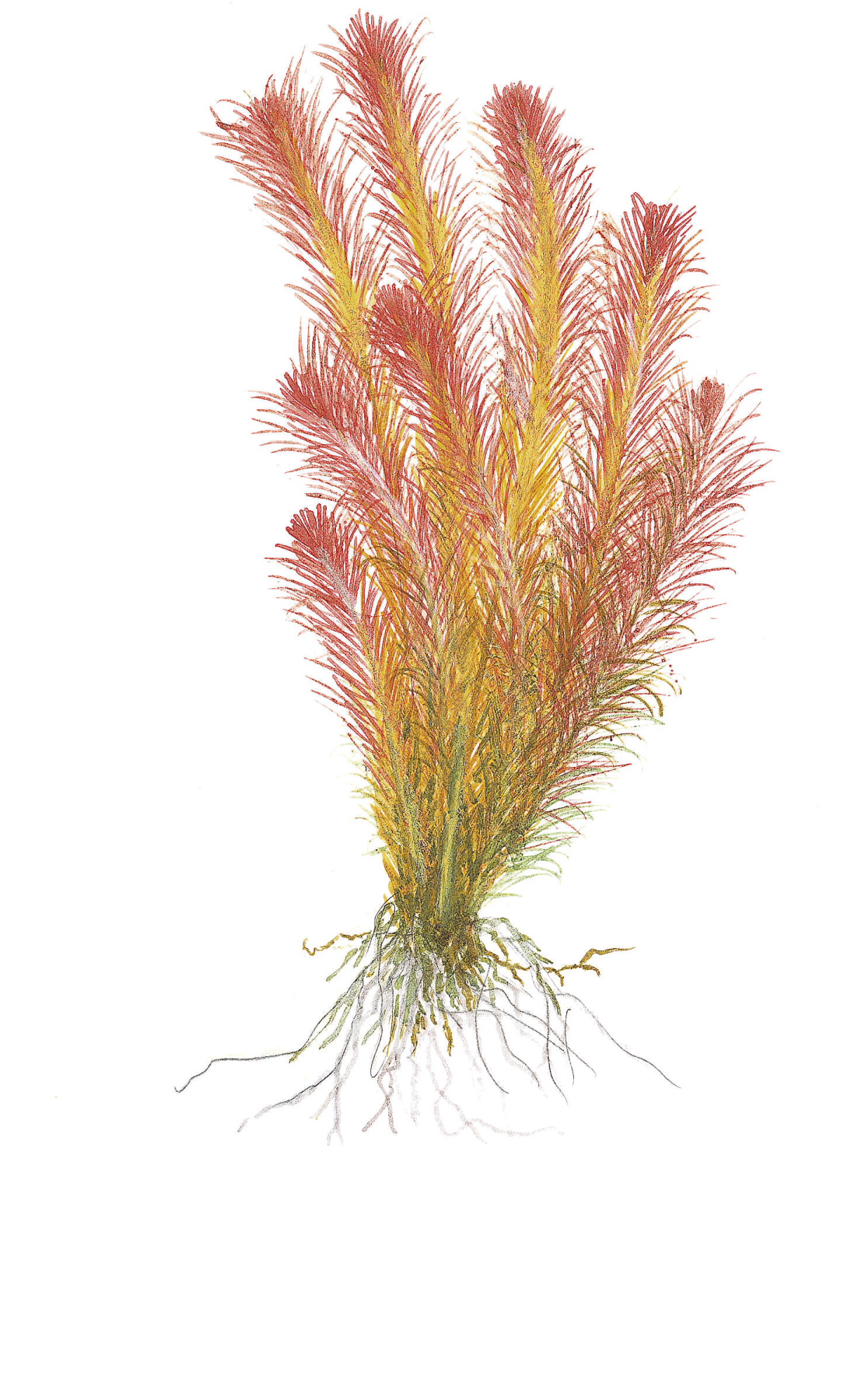 Tropica - Rotala wallichii - Quirlblättrige Rotala - in Vitro