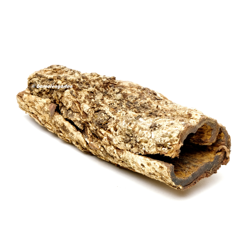 Seemandelbaum Röhre XL