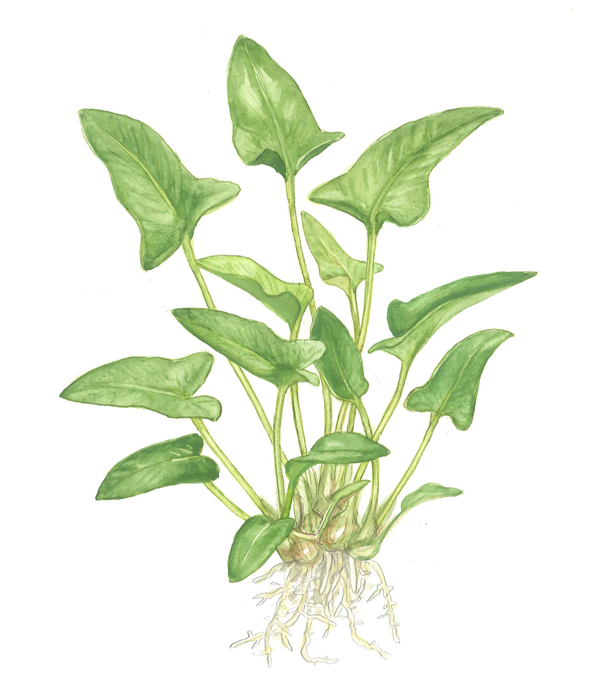 Anubias gracilis - Efeublättriges Speerblatt - im Topf Anubias gracilis - Efeublättriges Speerblatt - im Topf