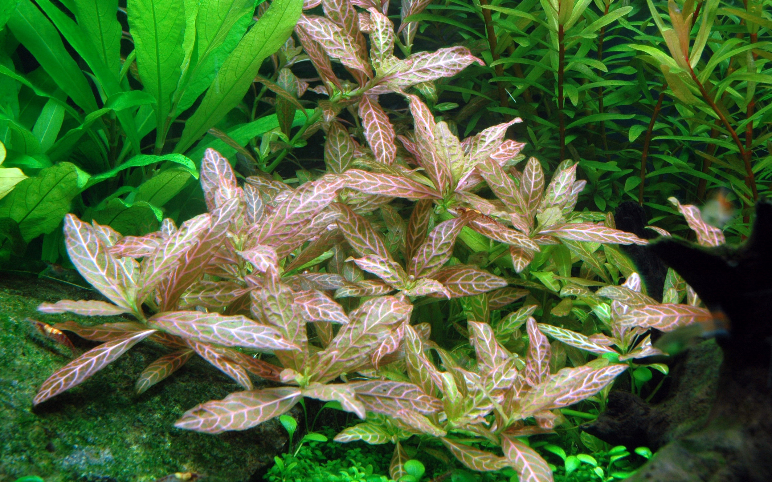 Tropica - Hygrophila polysperma 'Rosanervig' - Sunset-Wasserfreund - im Topf Tropica - Hygrophila polysperma 'Rosanervig' - Sunset-Wasserfreund - im Topf