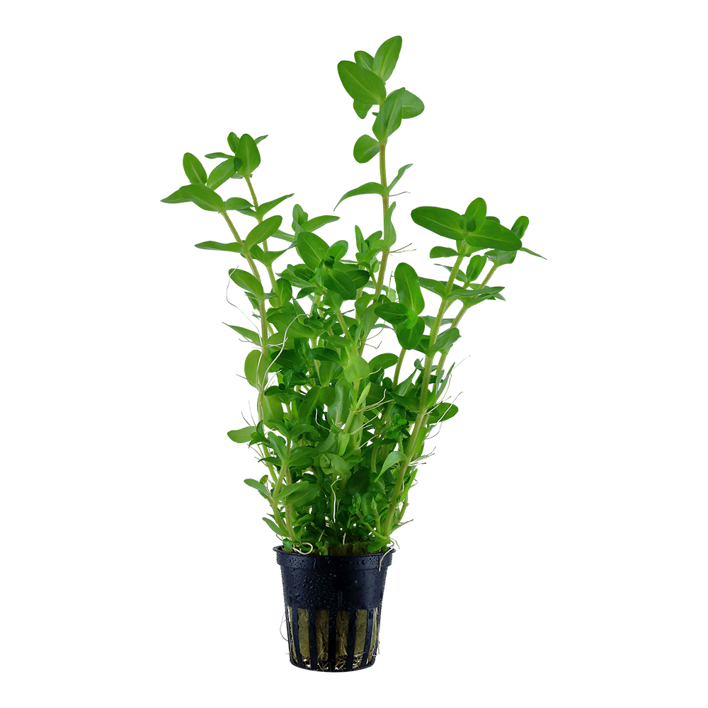 Bacopa caroliniana - Großes Fettblatt - im Topf Bacopa caroliniana - Großes Fettblatt - im Topf