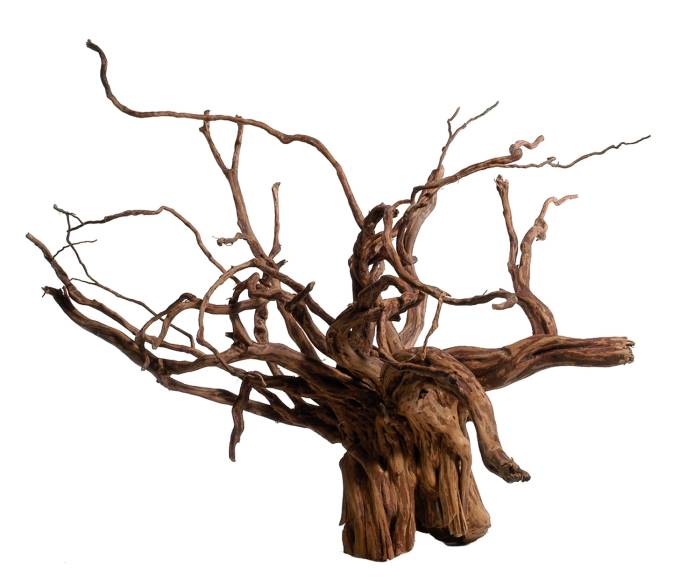 Rote Moorwurzel (45-70 cm)