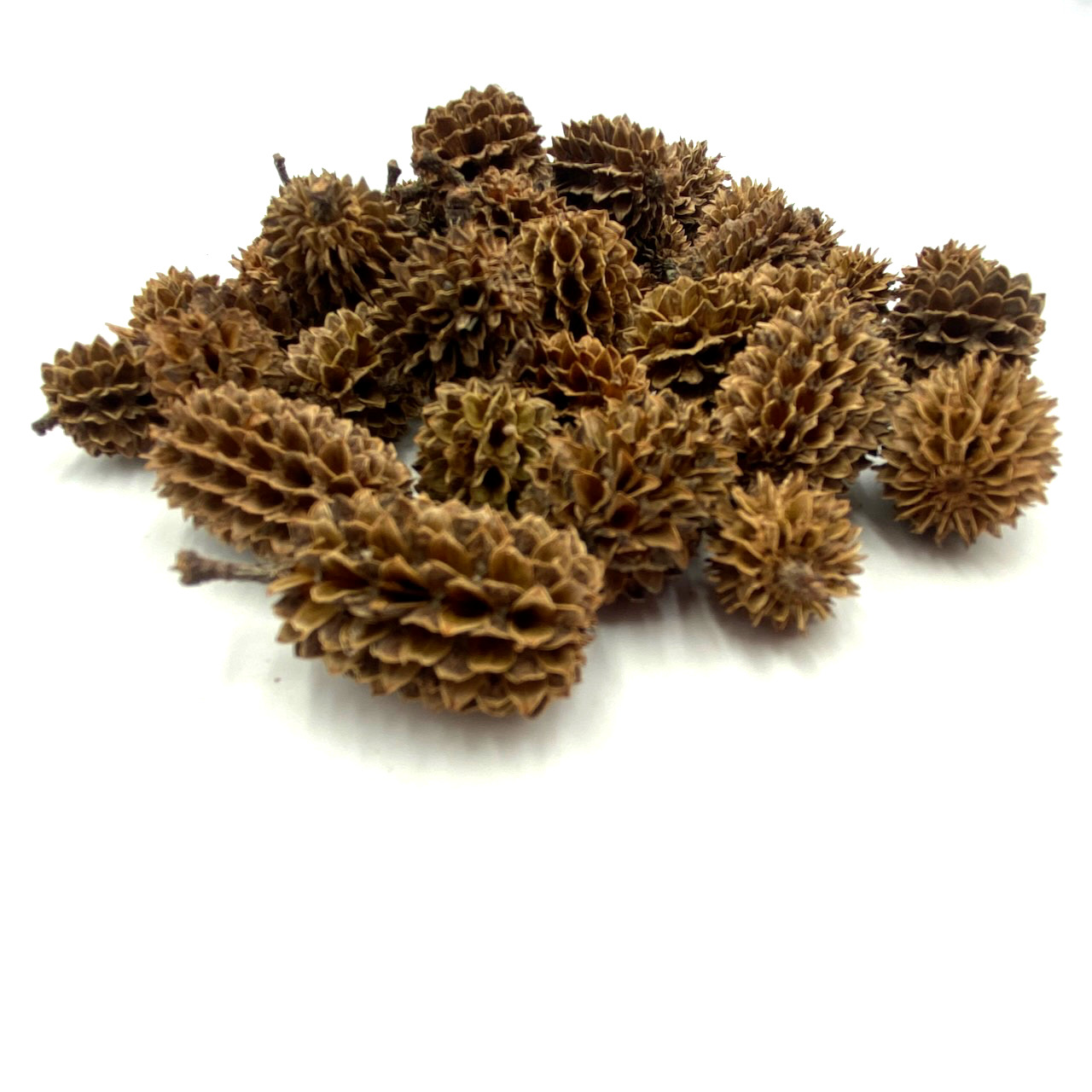 Kasuarinen Zapfen, Casuarina Equisetifolia, Känguru Baum Zapfen Kasuarinen Zapfen, Casuarina Equisetifolia, Känguru Baum Zapfen