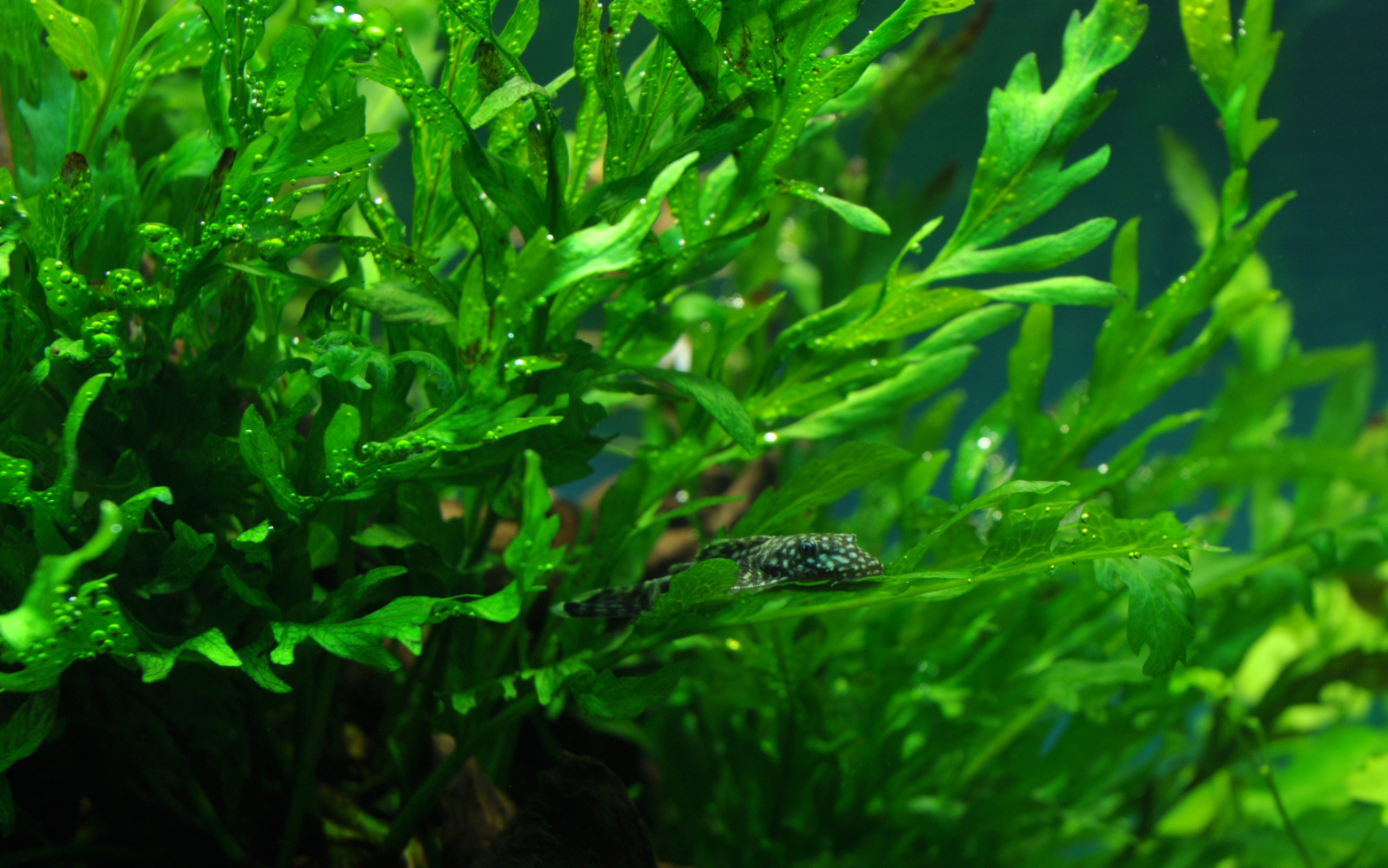 Bolbitis heudelotii -  Kongofarn - auf Wurzel