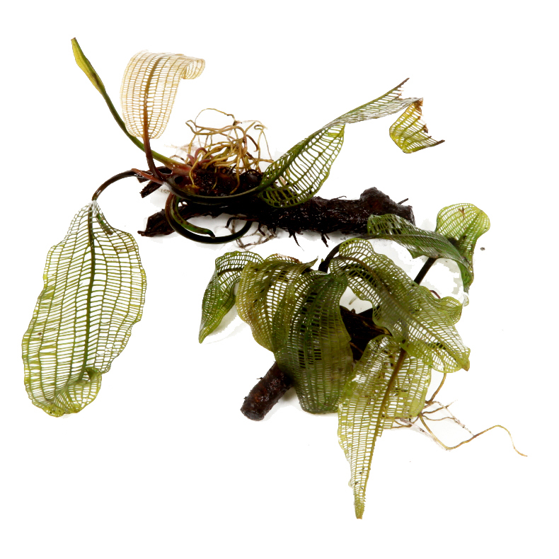 Tropica - Aponogeton madagascariensis - Madagaskar-Gitterpflanze - Knolle