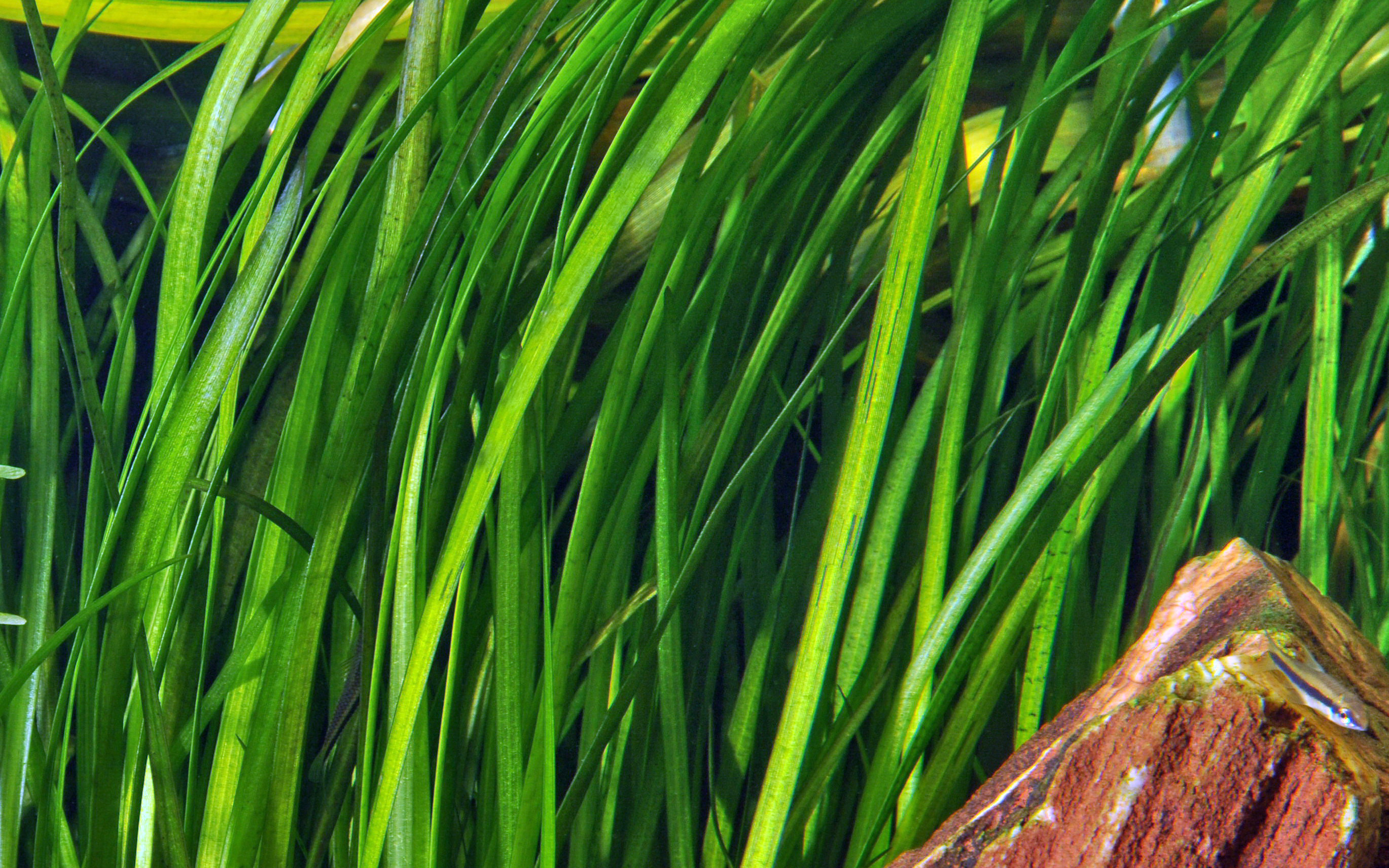Vallisneria spiralis 'Tiger' - Tiger-Vallisnerie - im Topf Vallisneria spiralis 'Tiger' - Tiger-Vallisnerie - im Topf