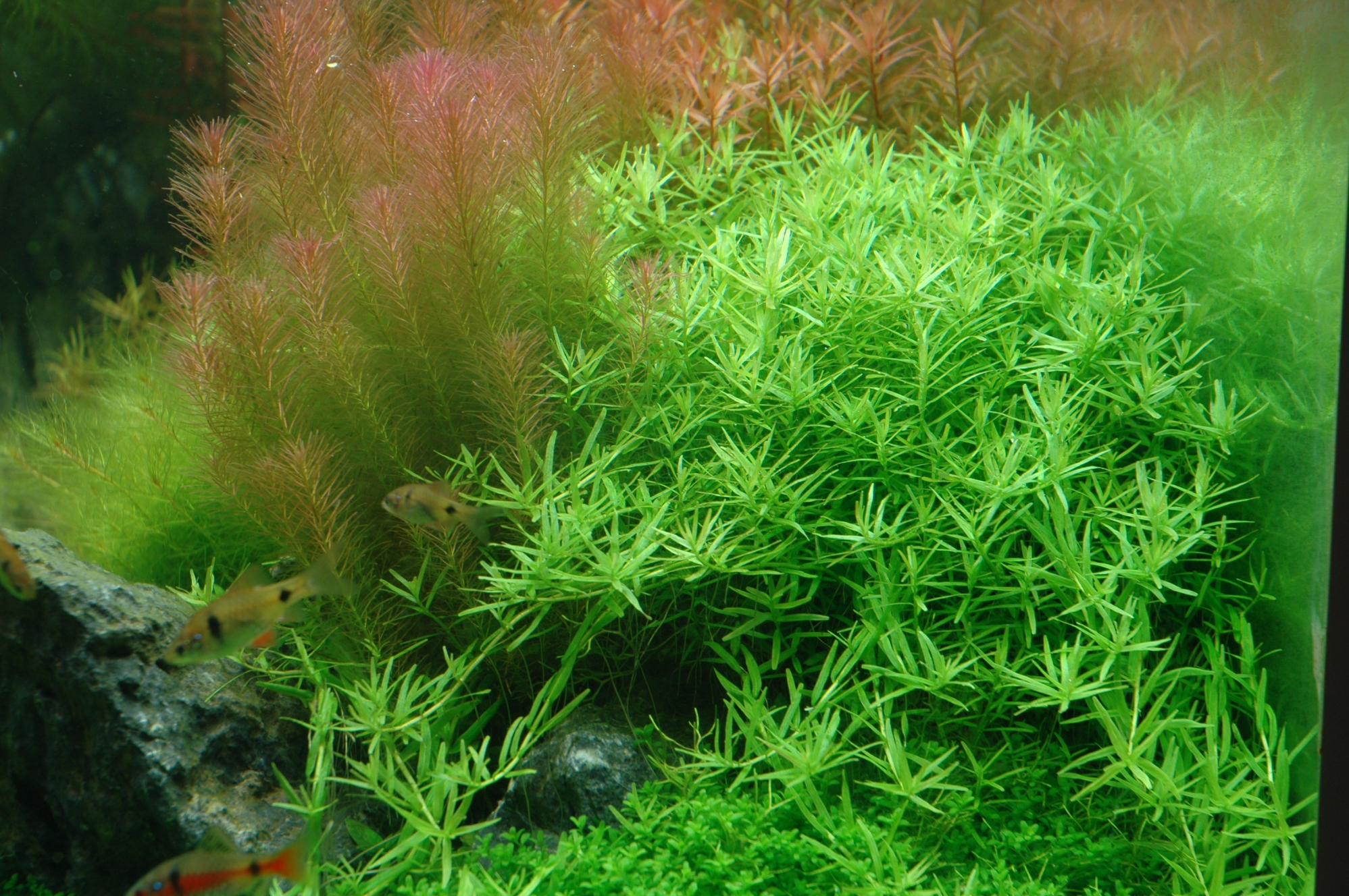 Tropica - Rotala rotundifolia 'Green' - Grüne Rotala - in Vitro