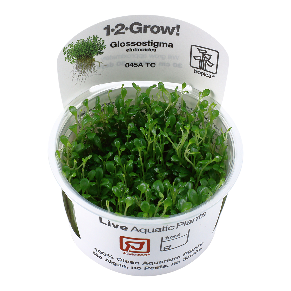 Glossostigma elatinoides - Australisches Zungenblatt - in Vitro Glossostigma elatinoides - Australisches Zungenblatt - in Vitro