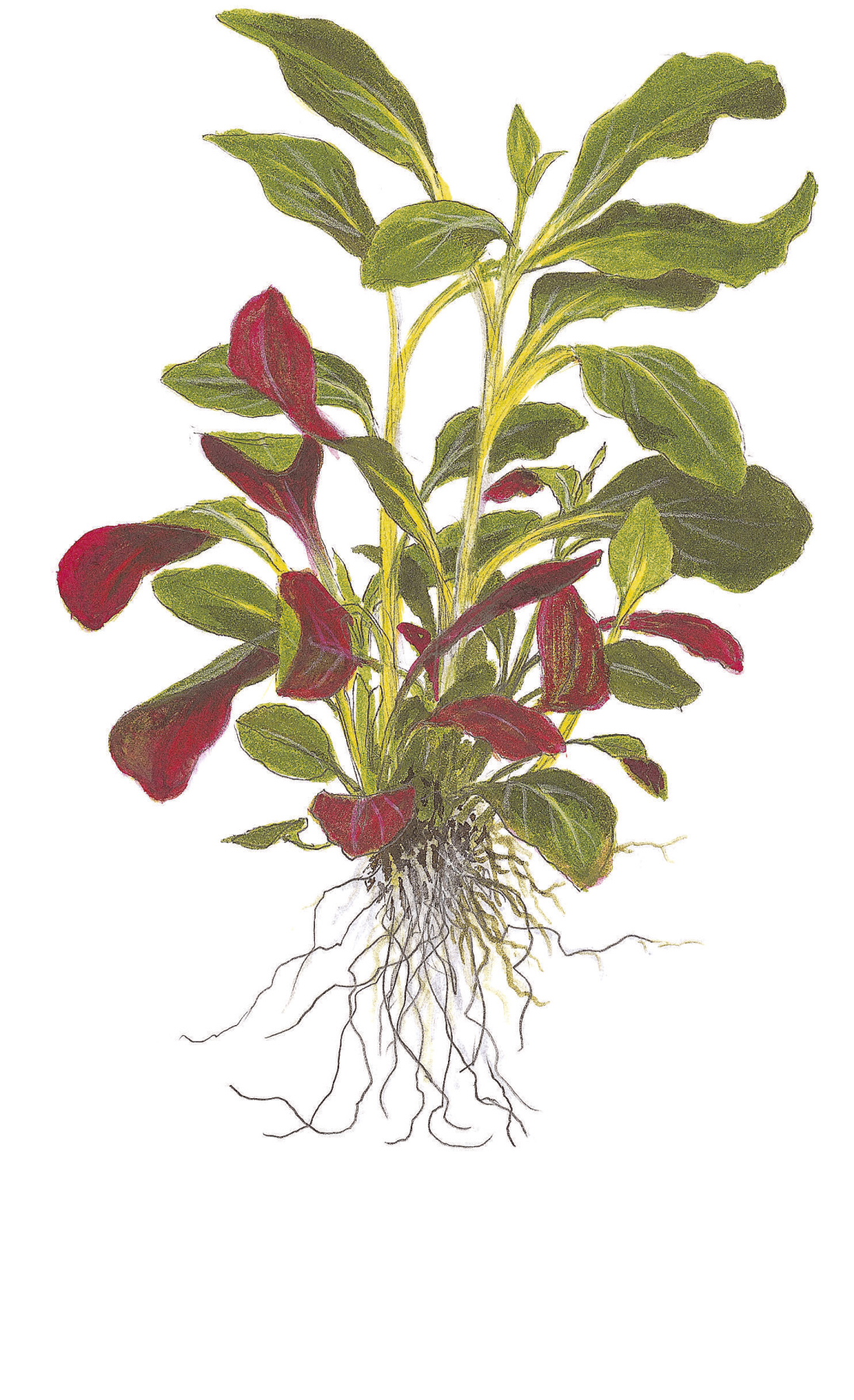 Lobelia cardinalis - Kardinalslobelie - Topf in Einzelverpackung