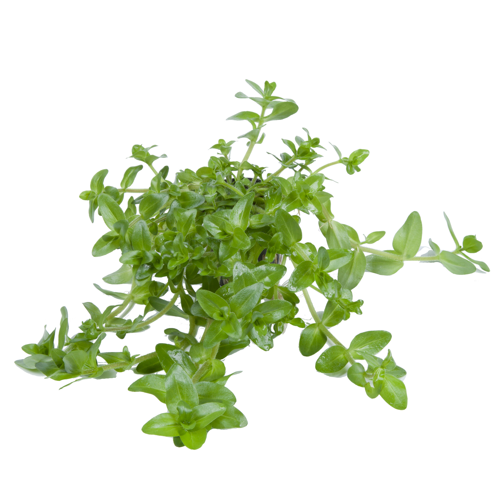Bacopa caroliniana - Großes Fettblatt - im Topf Bacopa caroliniana - Großes Fettblatt - im Topf