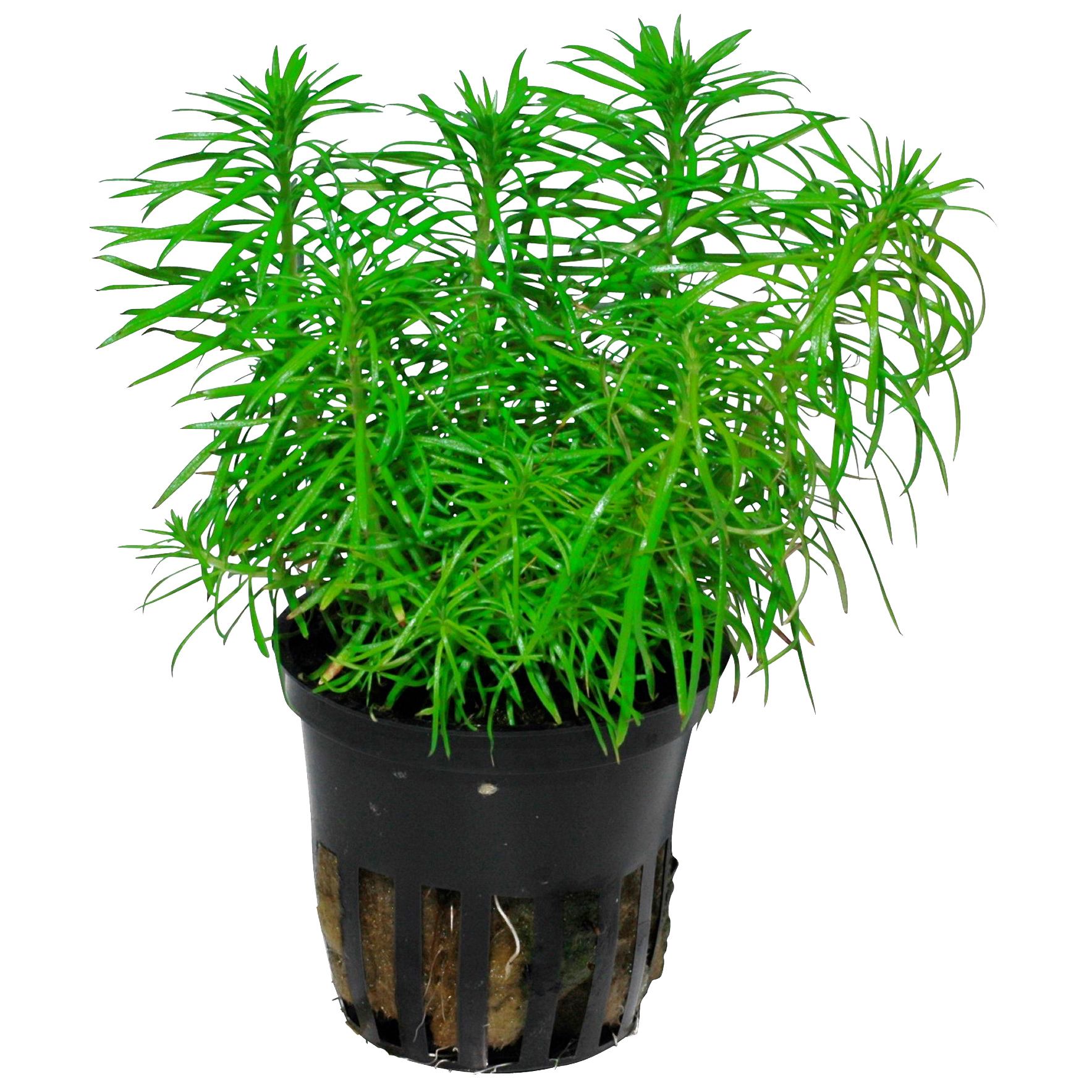 Pogostemon erectus deccanensis - Indische Sternpflanze - im Topf