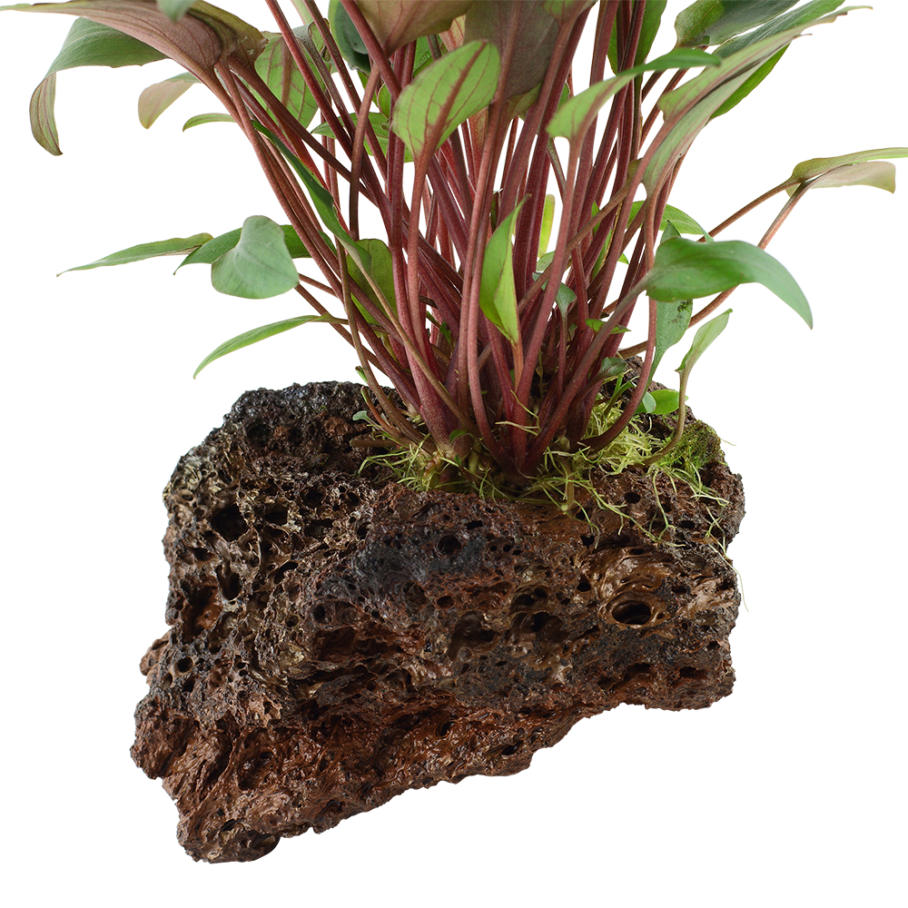 Cryptocoryne beckettii 'Petchii' - Wendts Wasserkelch grün - auf Lavastein Cryptocoryne beckettii 'Petchii' - Wendts Wasserkelch grün - auf Lavastein