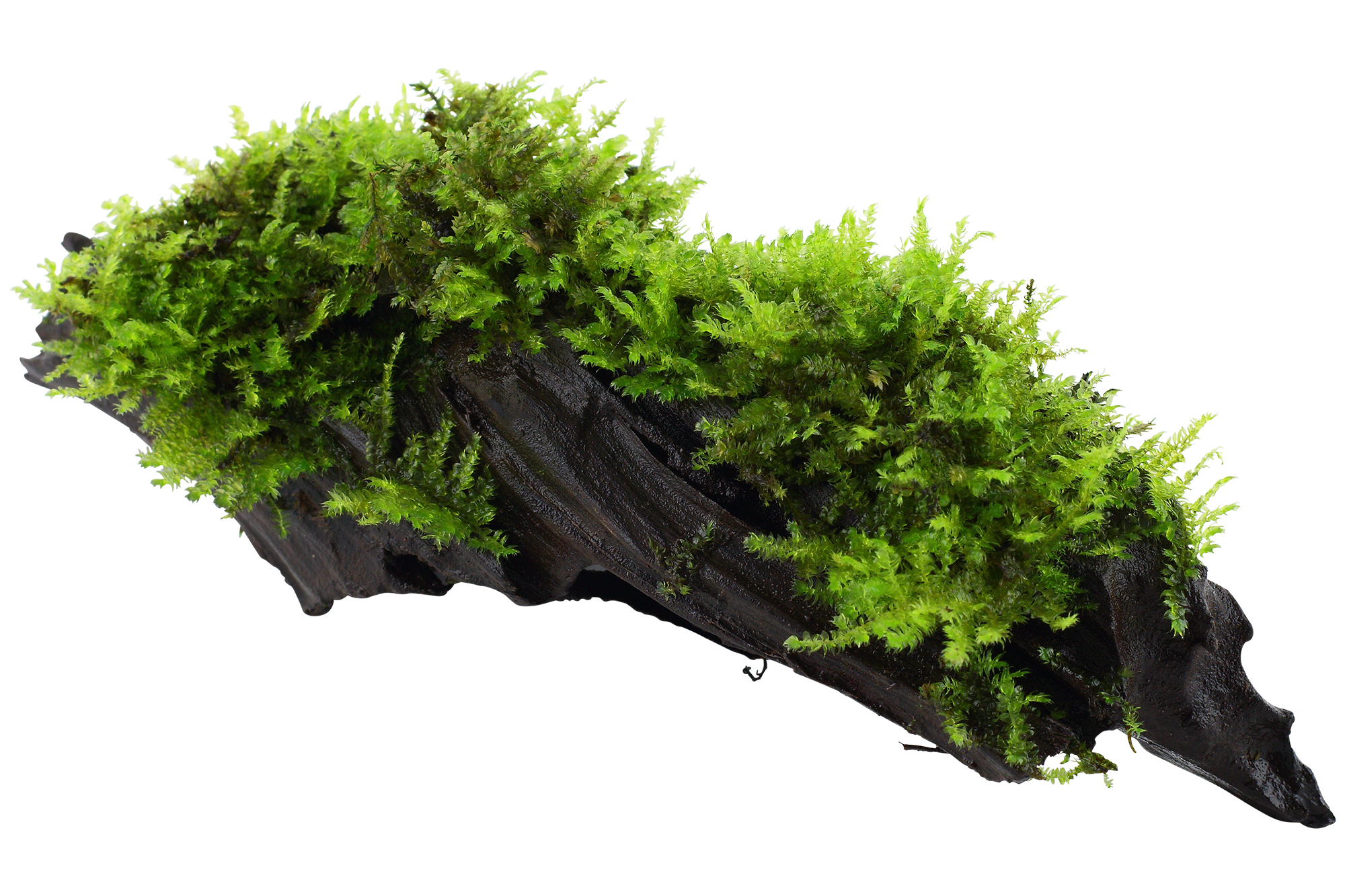 Vesicularia montagnei 'Christmas Moss' - auf Wurzel Vesicularia montagnei 'Christmas Moss' - auf Wurzel