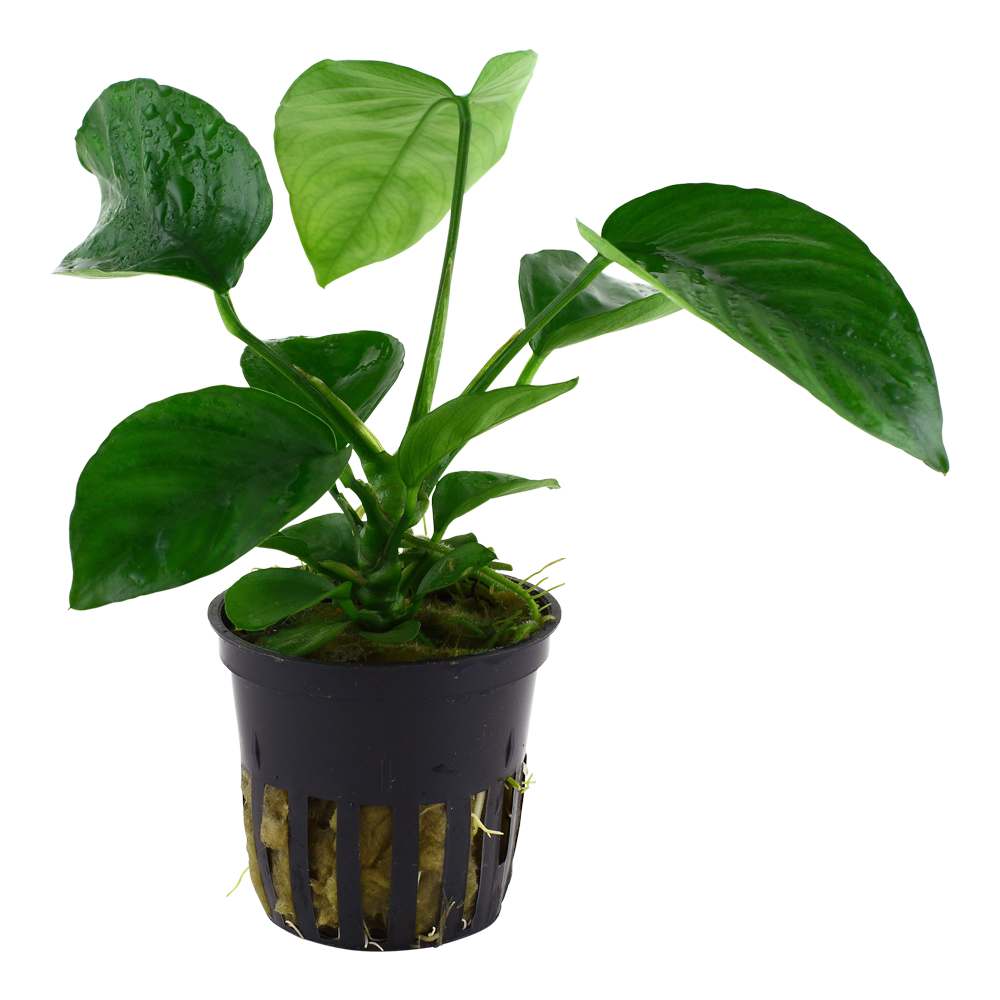 Anubias barteri var. caladiifolia - im Topf Anubias barteri var. caladiifolia - im Topf