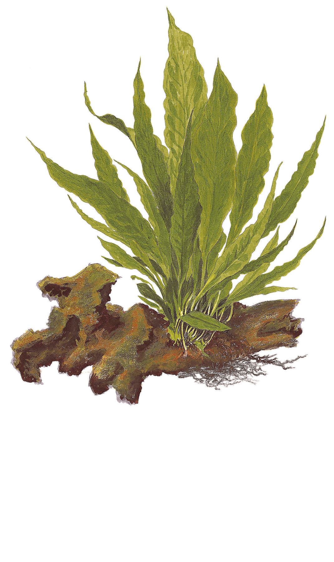 Microsorum pteropus - Javafarn - auf Lavastein