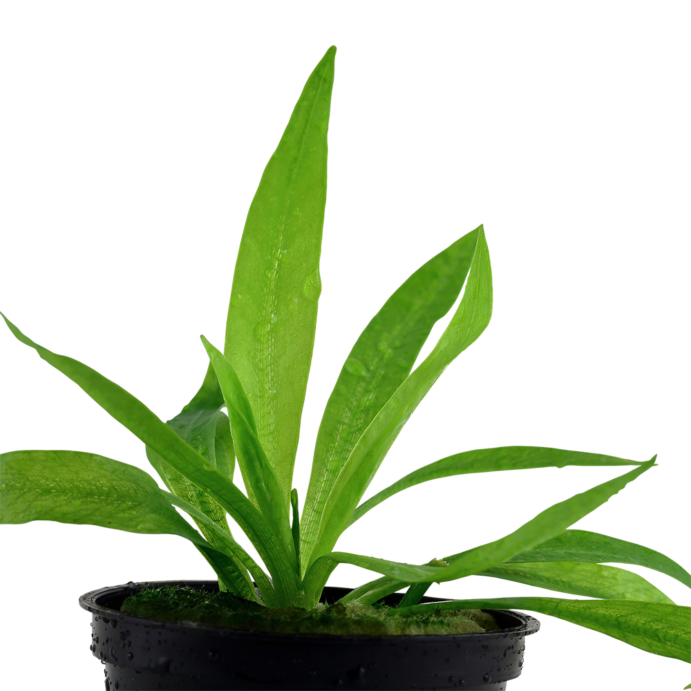 Helanthium bolivianum 'Quadricostatus' - Zwergamazonaspflanze - im Topf Helanthium bolivianum 'Quadricostatus' - Zwergamazonaspflanze - im Topf