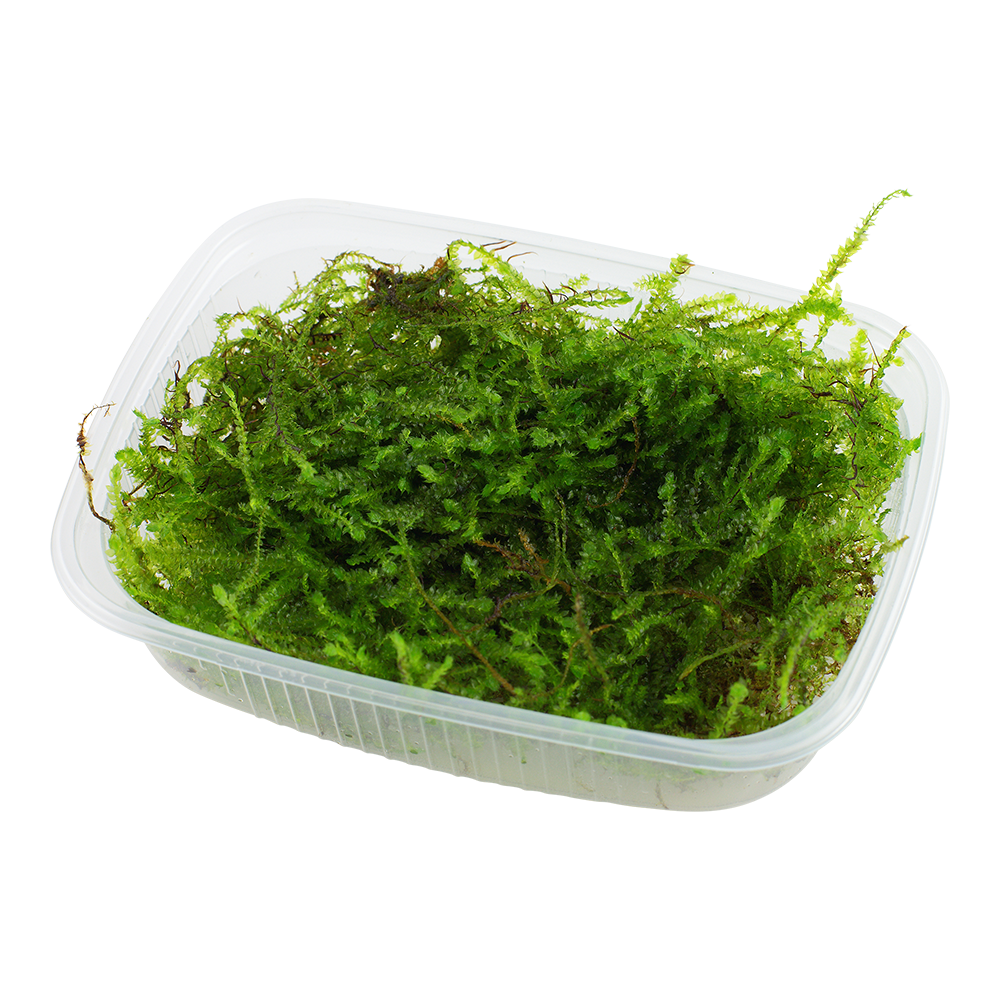 Taxiphyllum barbieri 'Bogor Moss' - Javamoos - Portion Taxiphyllum barbieri 'Bogor Moss' - Javamoos - Portion