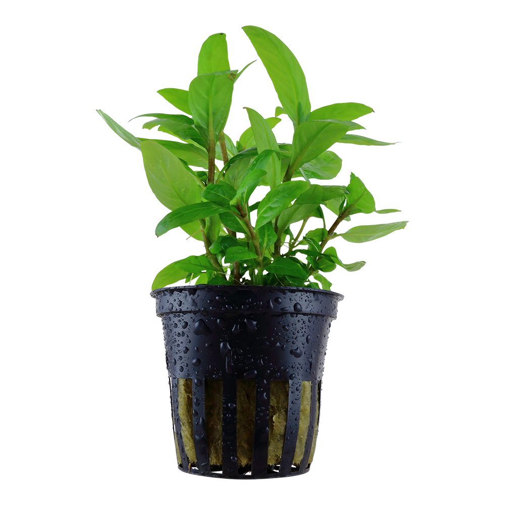 Staurogyne repens - Kriechende Staurogyne - im Topf Staurogyne repens - Kriechende Staurogyne - im Topf