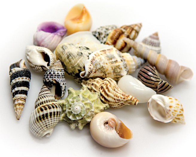 Sea Shells Muschel Set S - 20 Stück