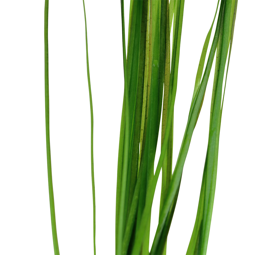 Vallisneria nana - Schmalblättrige Vallisnerie - im Topf Vallisneria nana - Schmalblättrige Vallisnerie - im Topf