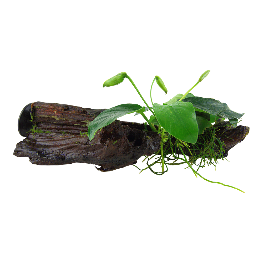 Anubias barteri var. nana - auf Wurzel mit Sauger Anubias barteri var. nana - auf Wurzel mit Sauger