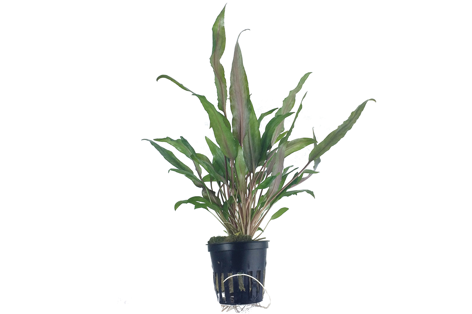 Cryptocoryne undulata 'Broad Leaves' - Breitblättriger Gewellter Wasserkelch - im Topf Cryptocoryne undulata 'Broad Leaves' - Breitblättriger Gewellter Wasserkelch - im Topf