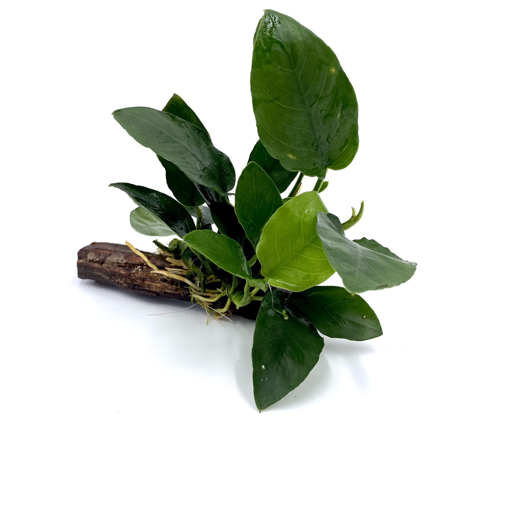 Aquaflora - Anubias auf Holz nano (5-7cm)