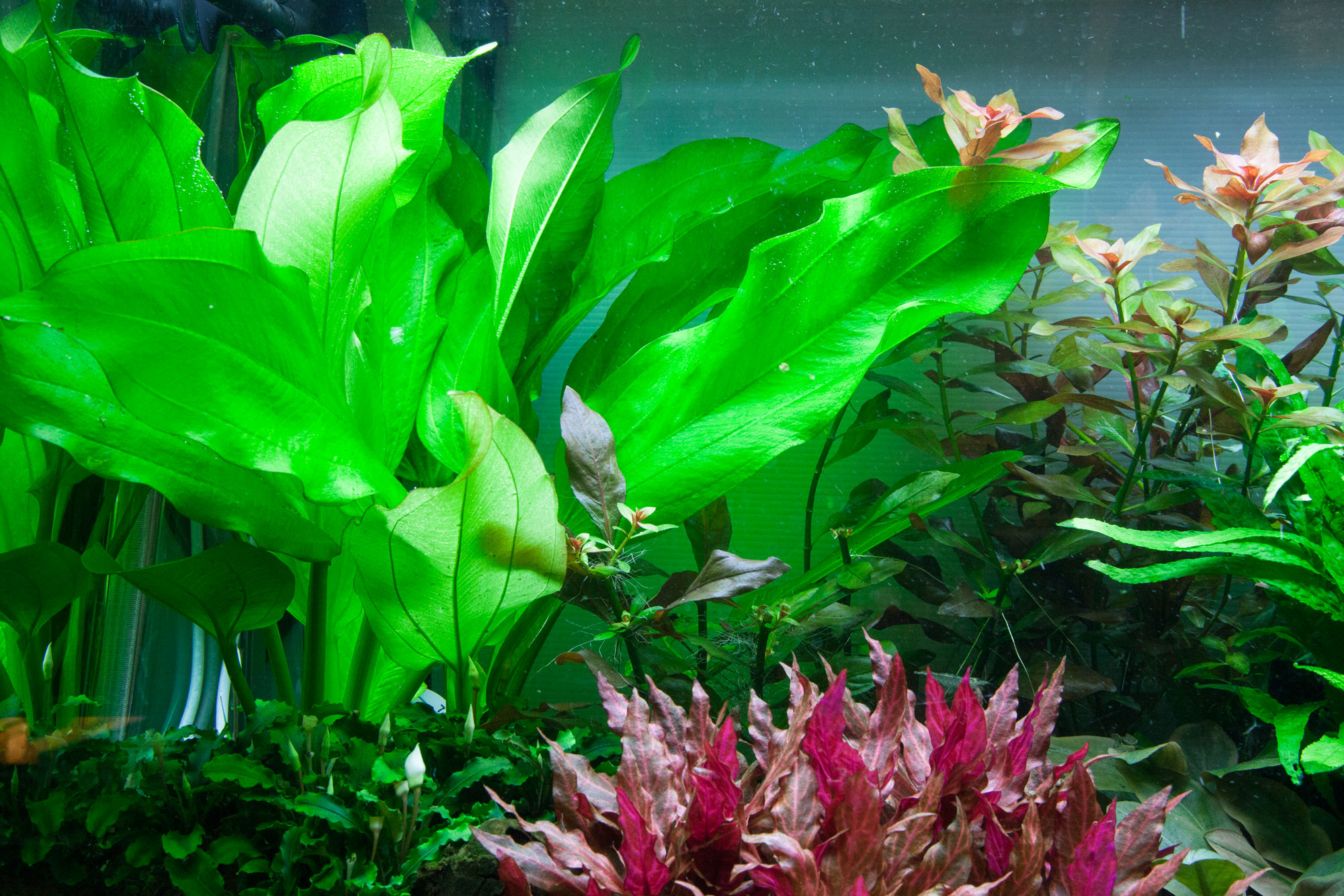 Echinodorus cordifolius 'Fluitans' - Herzblättrige Schwertpflanze - im Topf Echinodorus cordifolius 'Fluitans' - Herzblättrige Schwertpflanze - im Topf