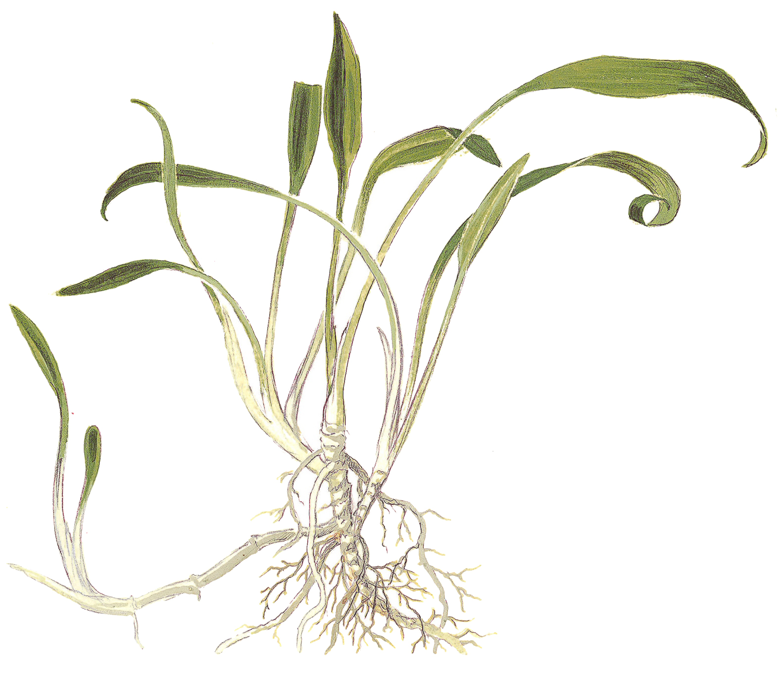 Cryptocoryne parva - kleiner Wasserkelch - im Topf