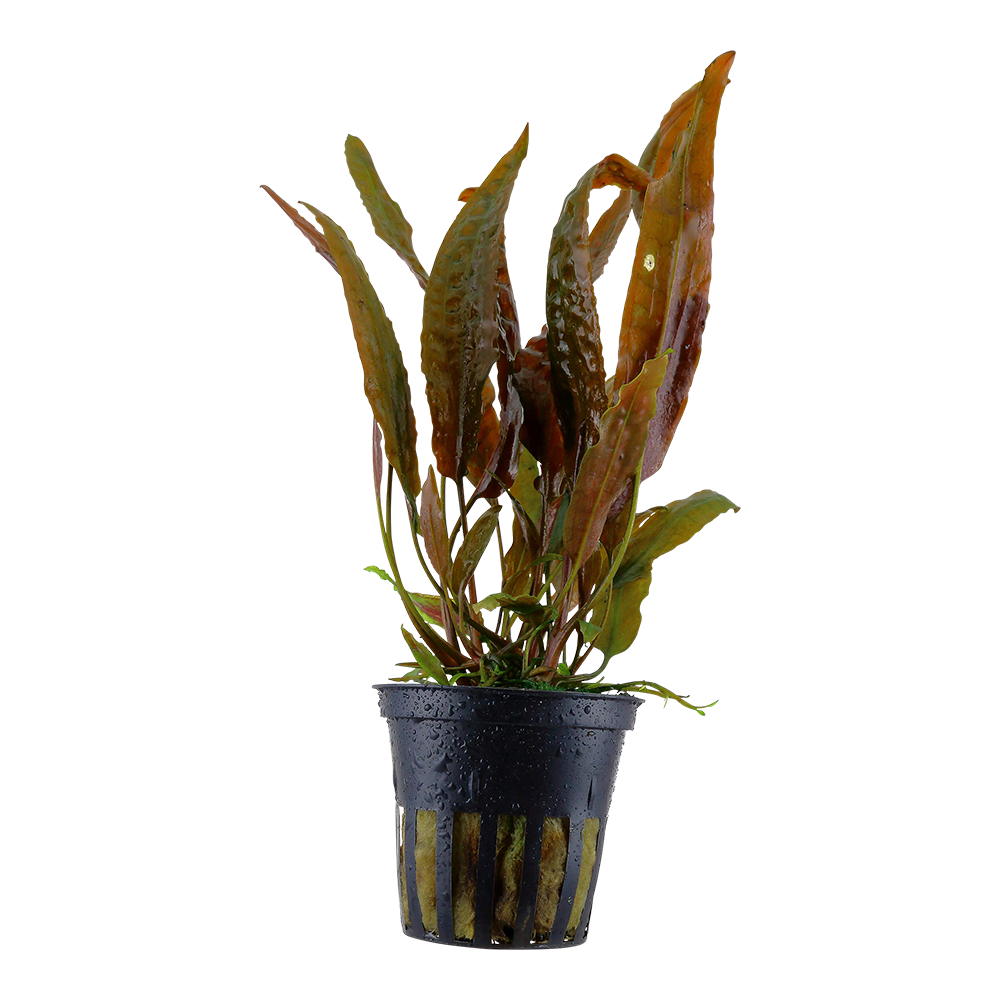 Tropica - Cryptocoryne usteriana - Riesen-Wasserkelch - im Topf Tropica - Cryptocoryne usteriana - Riesen-Wasserkelch - im Topf