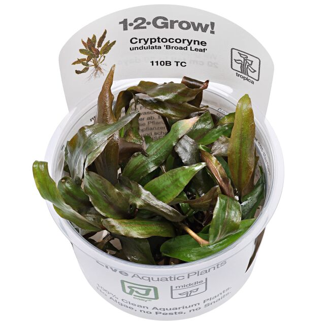 Cryptocoryne undulata 'Broad Leaves' - in Vitro
