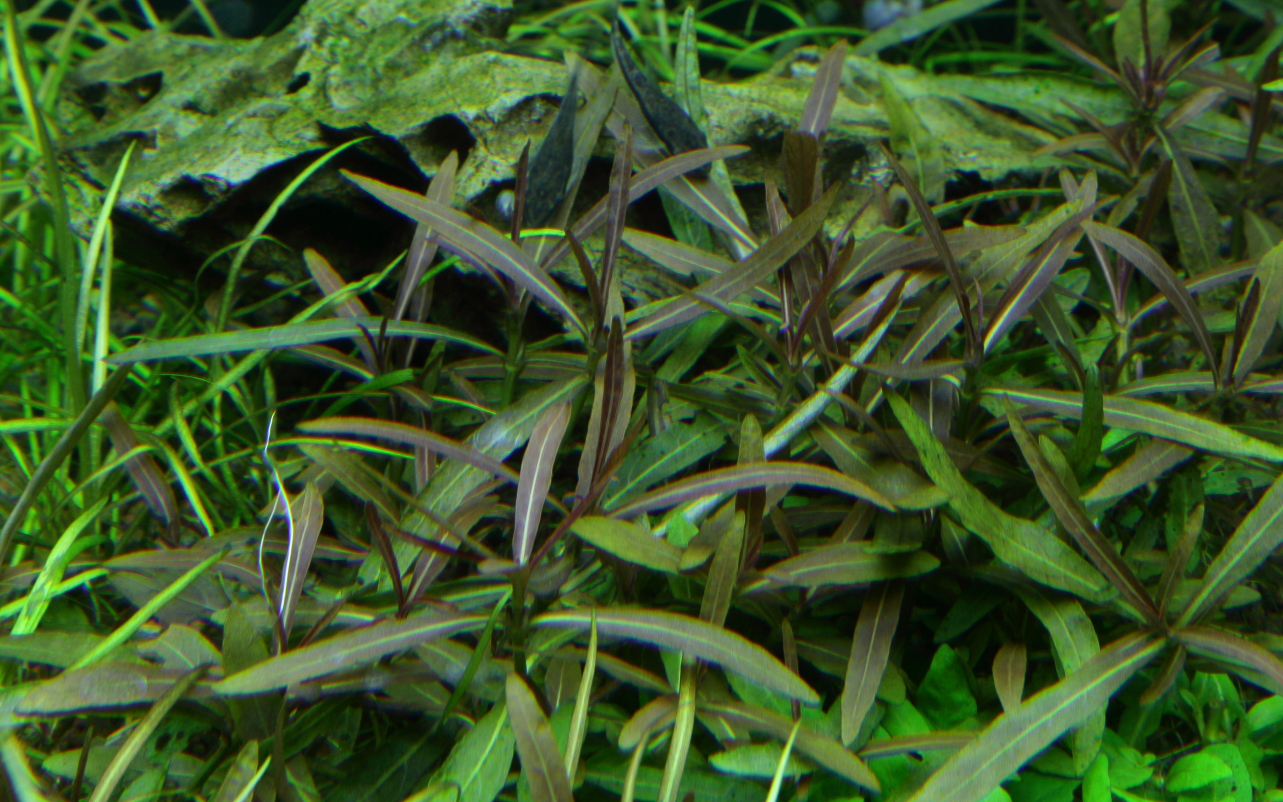Hygrophila lancea 'Araguaia' - Araguaia Wasserfreund - in Vitro