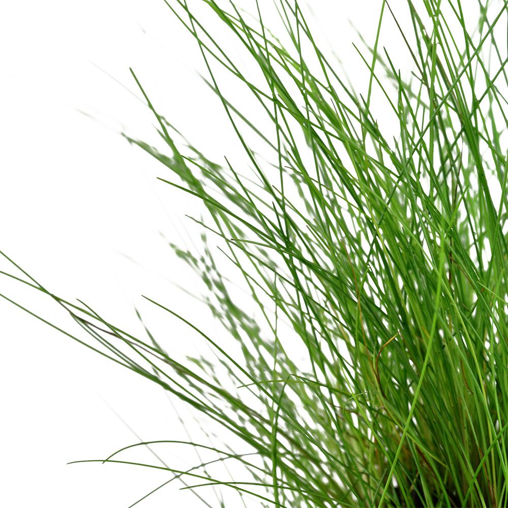 Eleocharis parvula - Zwergnadelsimse - im Topf Eleocharis parvula - Zwergnadelsimse - im Topf