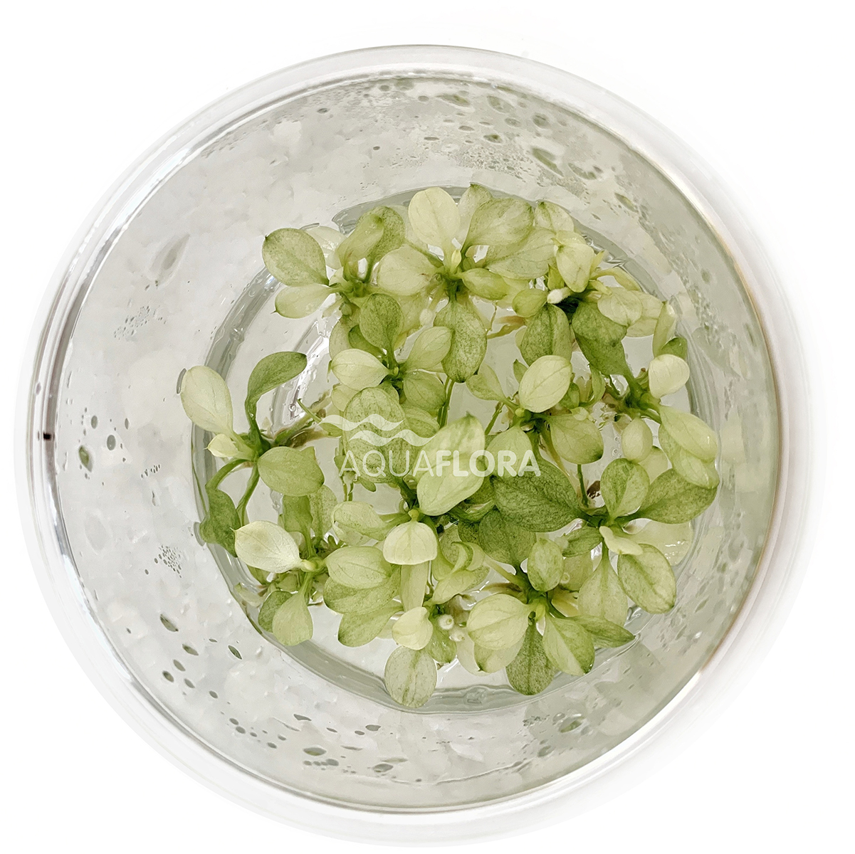 Aquaflora - Anubias barteri var. nana 'Snow White' - in Vitro