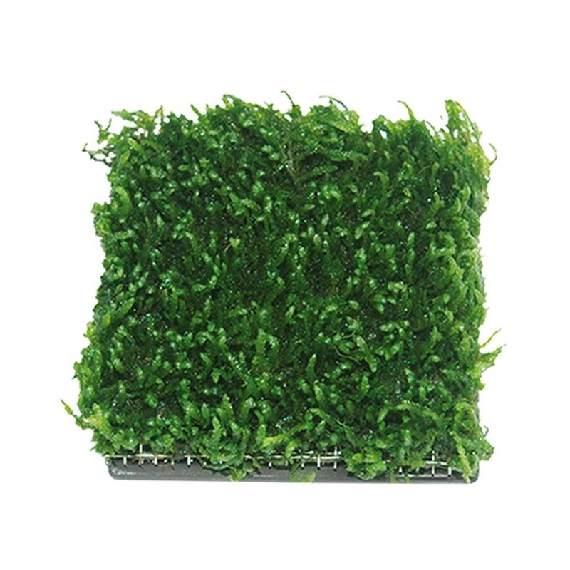 Moos Pad - Pflanzengitter 6x6 cm Moos Pad - Pflanzengitter 6x6 cm