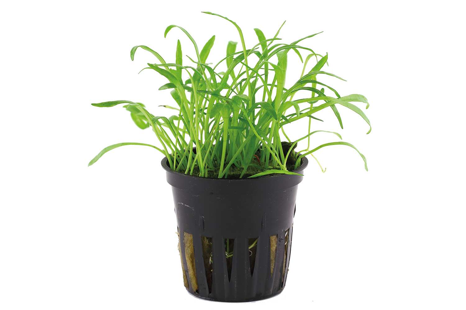 Tropica - Lilaeopsis brasiliensis - Brasilianische Graspflanze - im Topf in Einzelverpackung Tropica - Lilaeopsis brasiliensis - Brasilianische Graspflanze - im Topf in Einzelverpackung