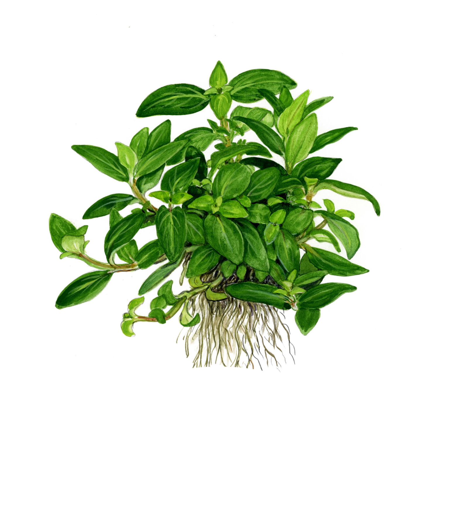 Staurogyne repens - Kriechende Staurogyne - Topf in Einzelverpackung