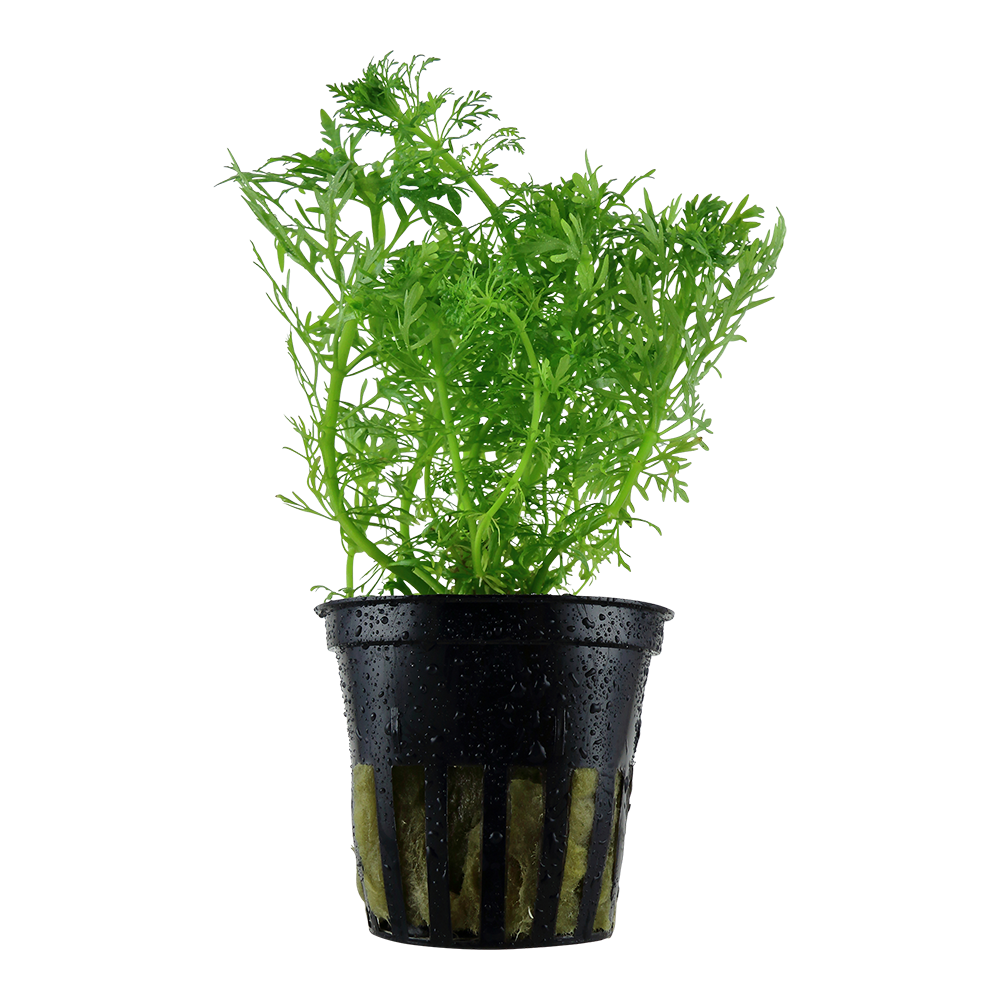 Limnophila aquatica - Wasser-Sumpffreund Limnophila aquatica - Wasser-Sumpffreund