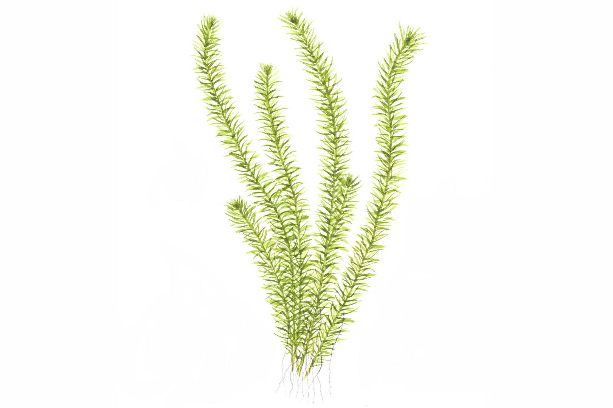Tropica - Mayaca fluviatilis - Fluss-Mooskraut - im Bund Tropica - Mayaca fluviatilis - Fluss-Mooskraut - im Bund