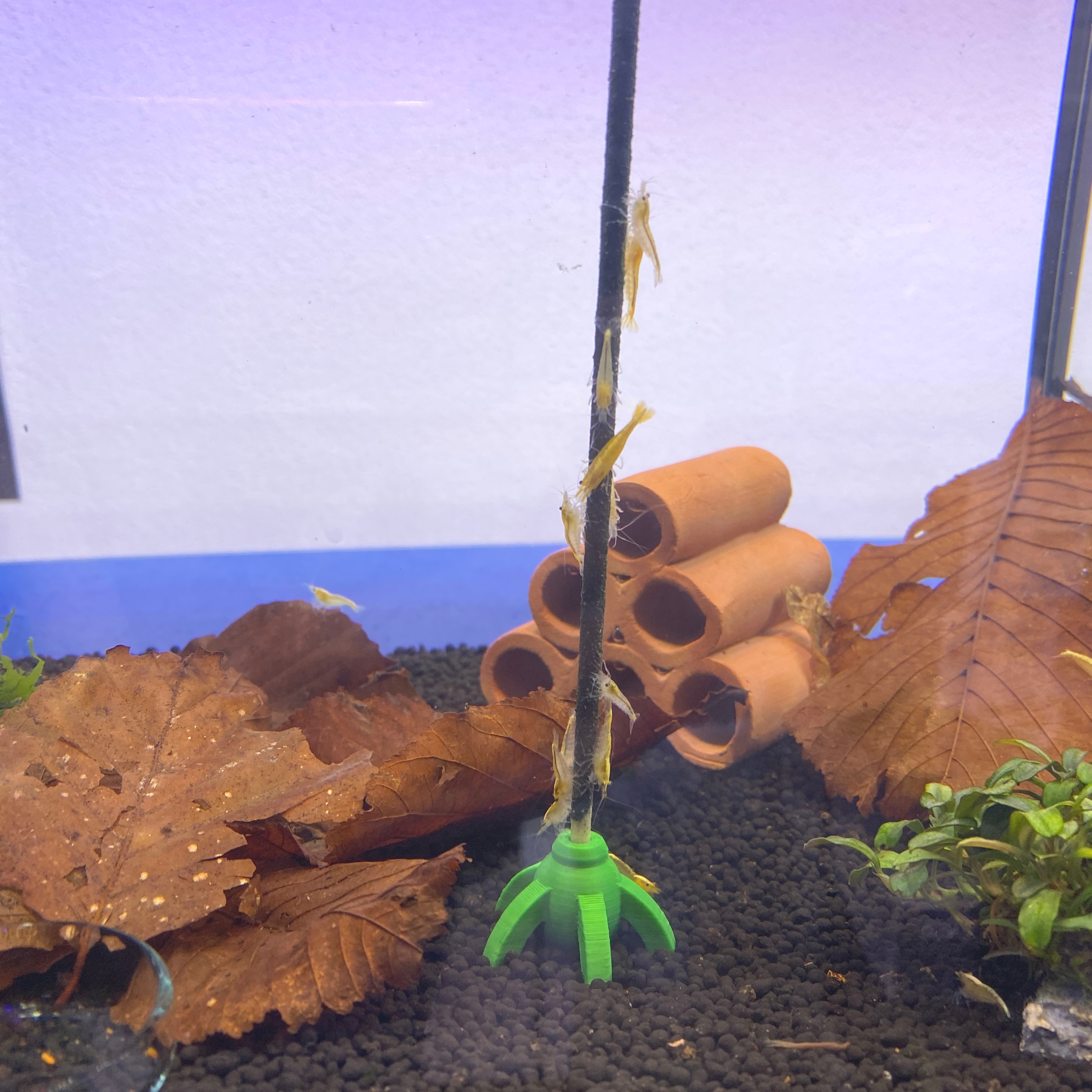 Shrimp Lollies Halter für den Boden bunt