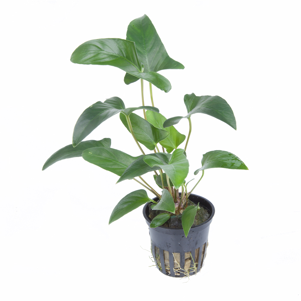 Anubias gracilis - Efeublättriges Speerblatt - im Topf Anubias gracilis - Efeublättriges Speerblatt - im Topf