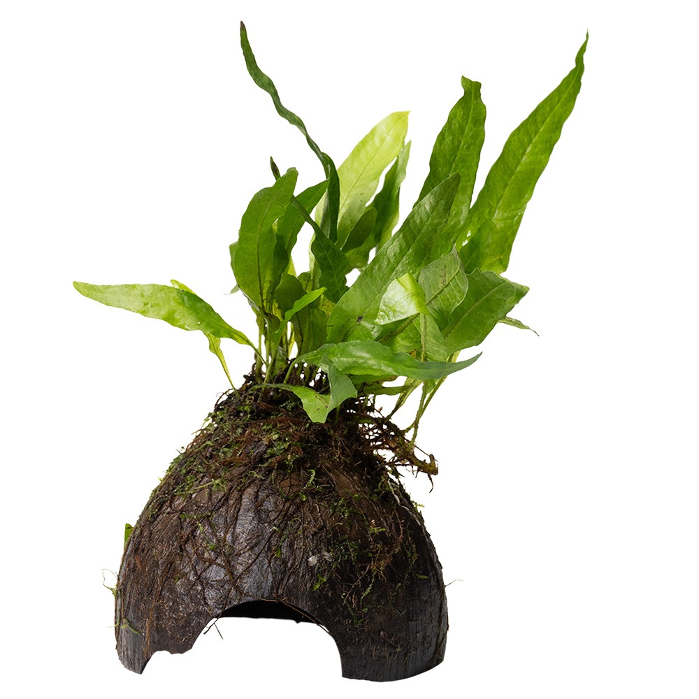 Microsorum pteropus auf Kokosnuss