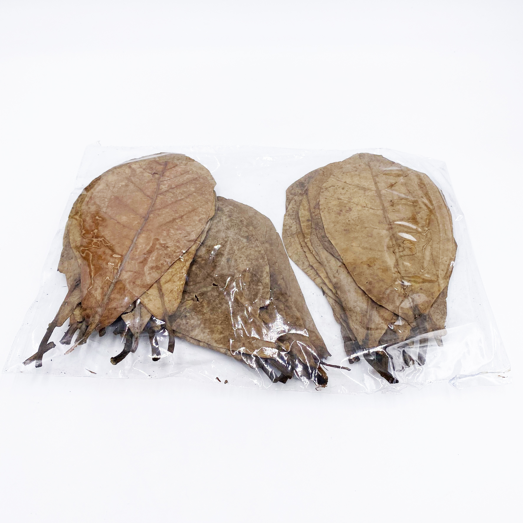 Seemandelbaumblätter 30 Stück