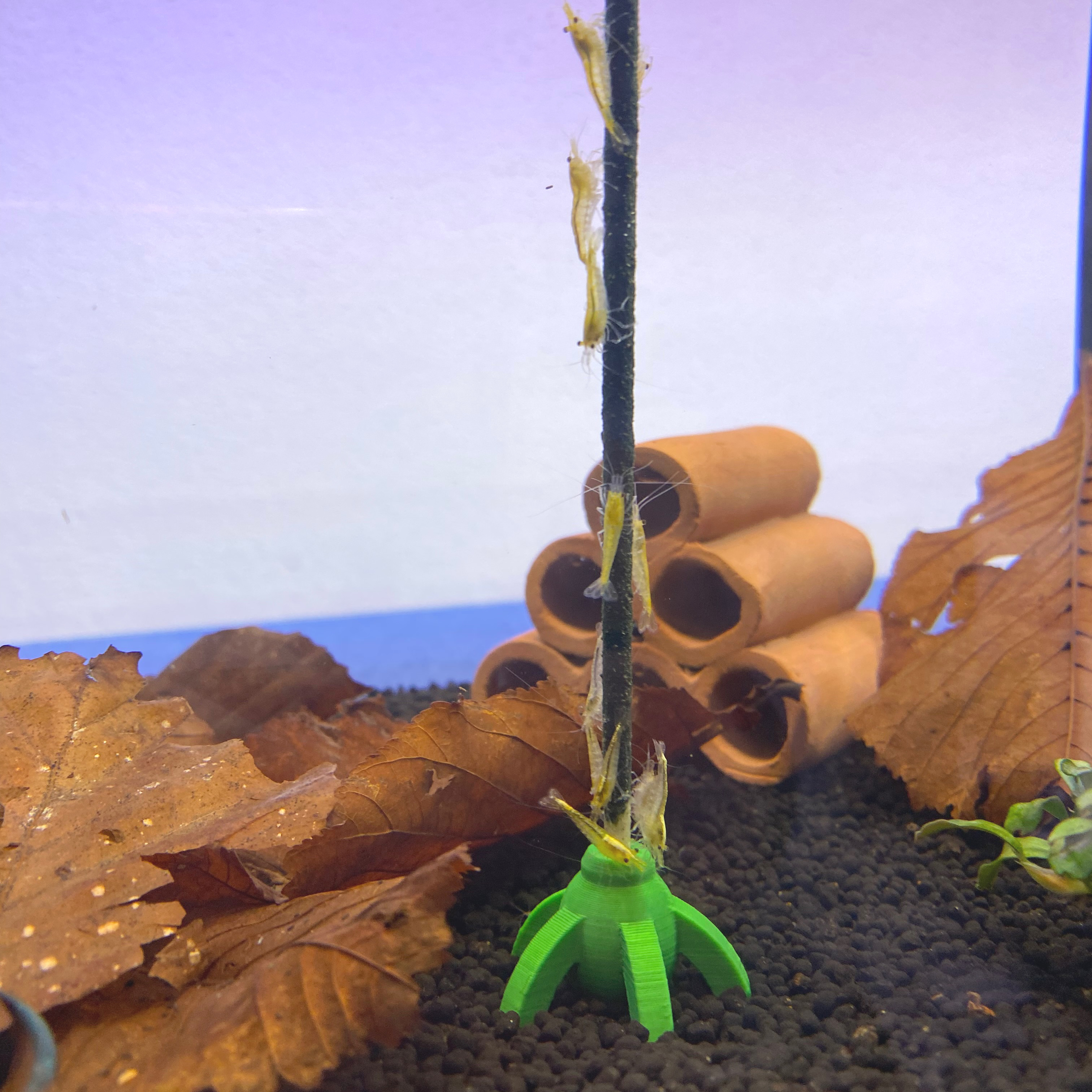 Shrimp Lollies Halter für den Boden bunt