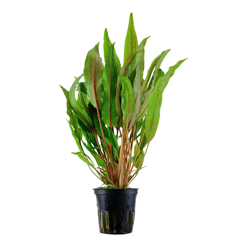 Cryptocoryne undulata 'Broad Leaves' - Breitblättriger Gewellter Wasserkelch - im Topf Cryptocoryne undulata 'Broad Leaves' - Breitblättriger Gewellter Wasserkelch - im Topf