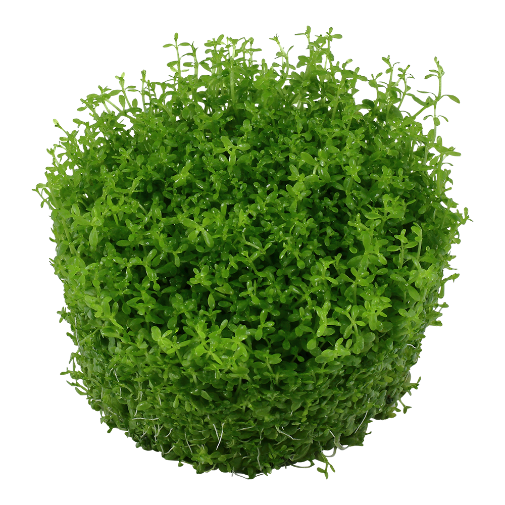 Micranthemum callitrichoides 'Cuba' - Kubanische Perlenkraut - in Vitro Micranthemum callitrichoides 'Cuba' - Kubanische Perlenkraut - in Vitro