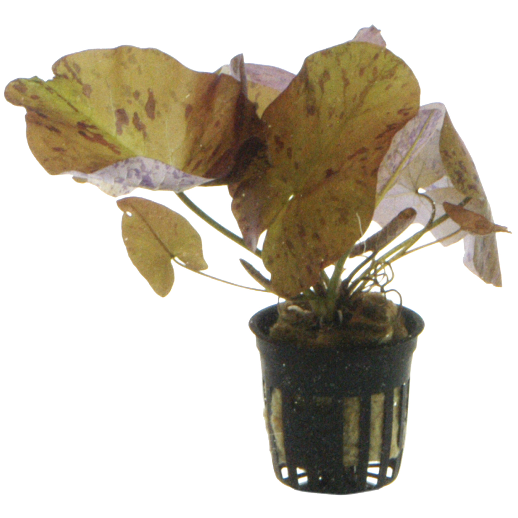 Nymphaea lotus - Tigerlotus - im Topf